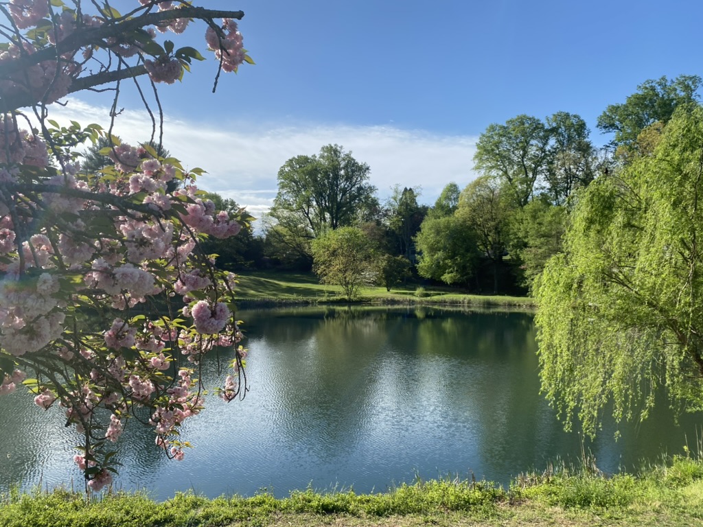 Pink blossoms beside a quiet pond with green trees and sunlight