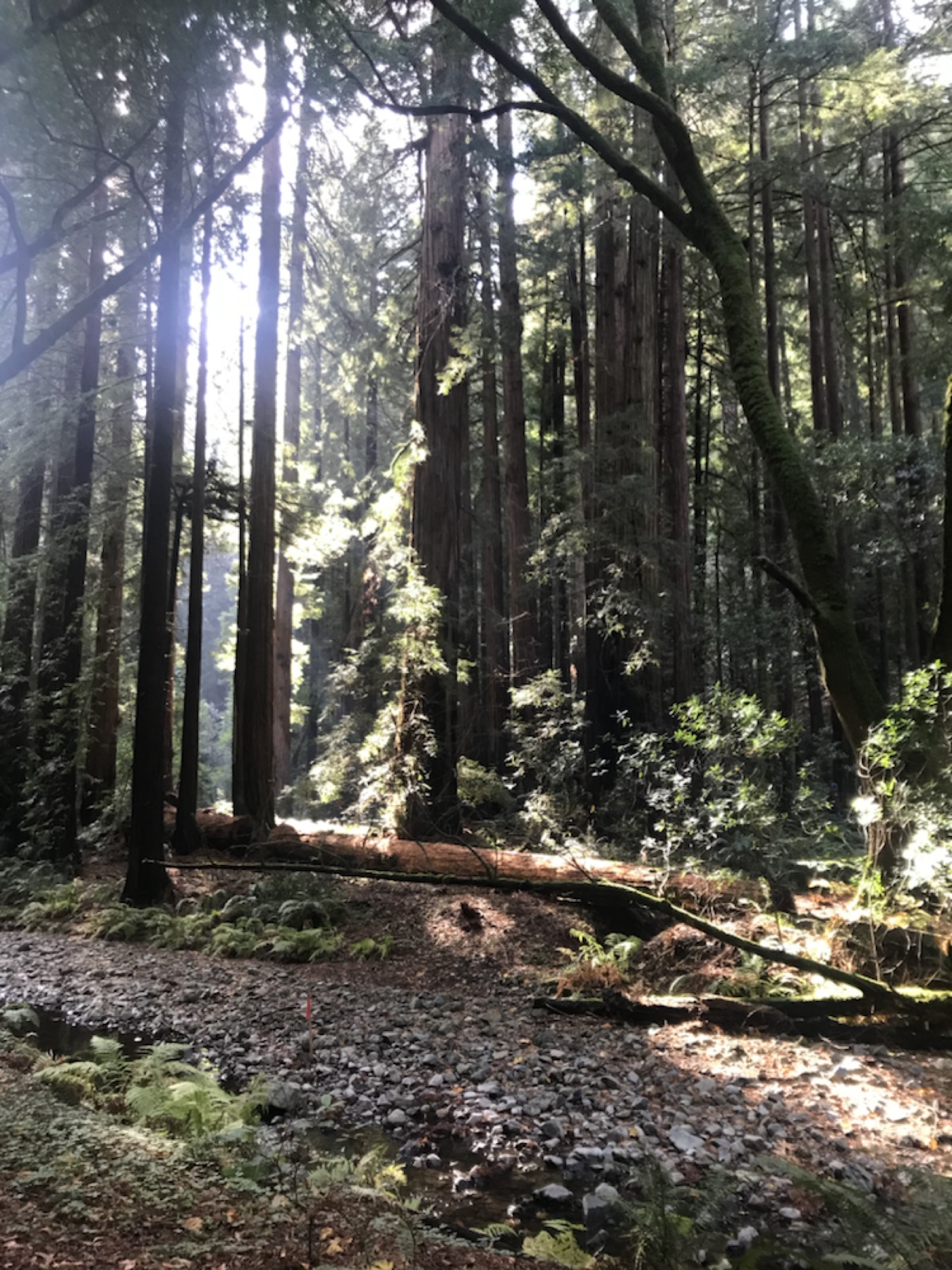 Sunlight filtering through tall forest trees