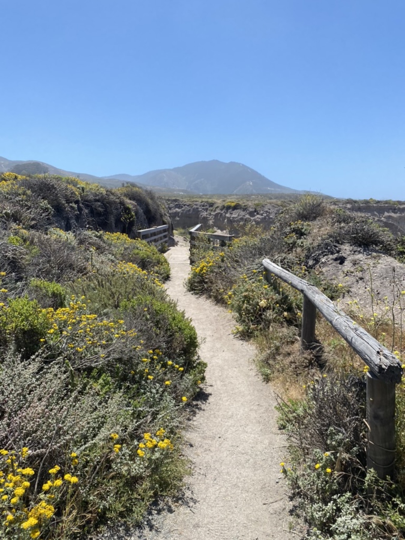 A sunny path lined with yellow flowers leading toward distant hills.