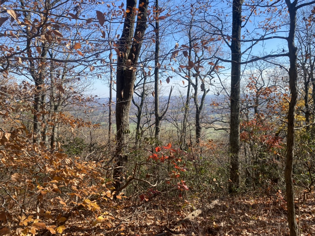 Autumn trees with a distant view through the woods.