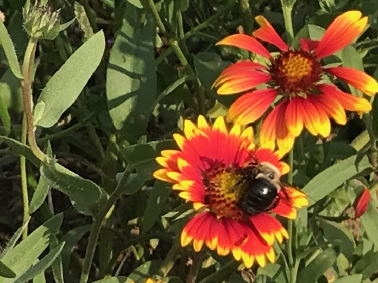 A bumblebee resting on a red and yellow wildflower.