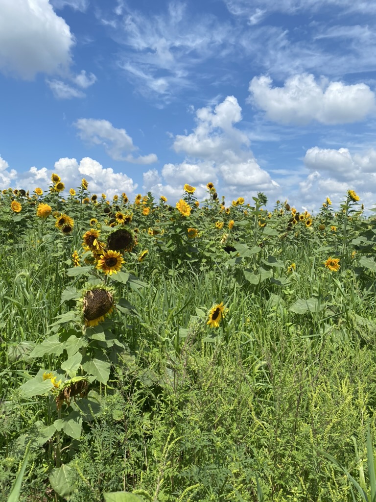 A field of sunflowers under a bright blue sky with white clouds.