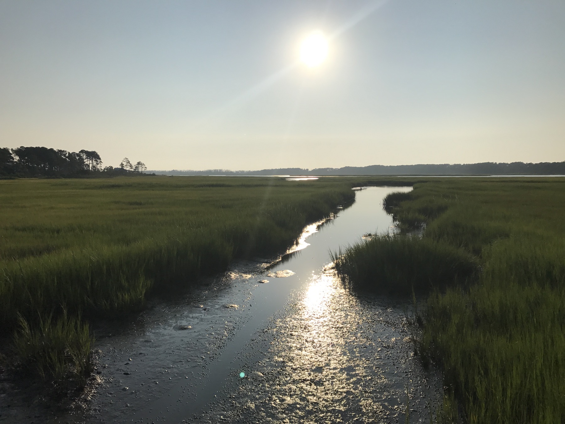 Sunlight reflecting on a river through marsh grass